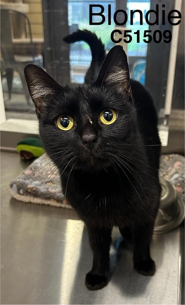 Enlarge Blondie, a Adoptable mixed breed in Clarksville, TN image 1/1