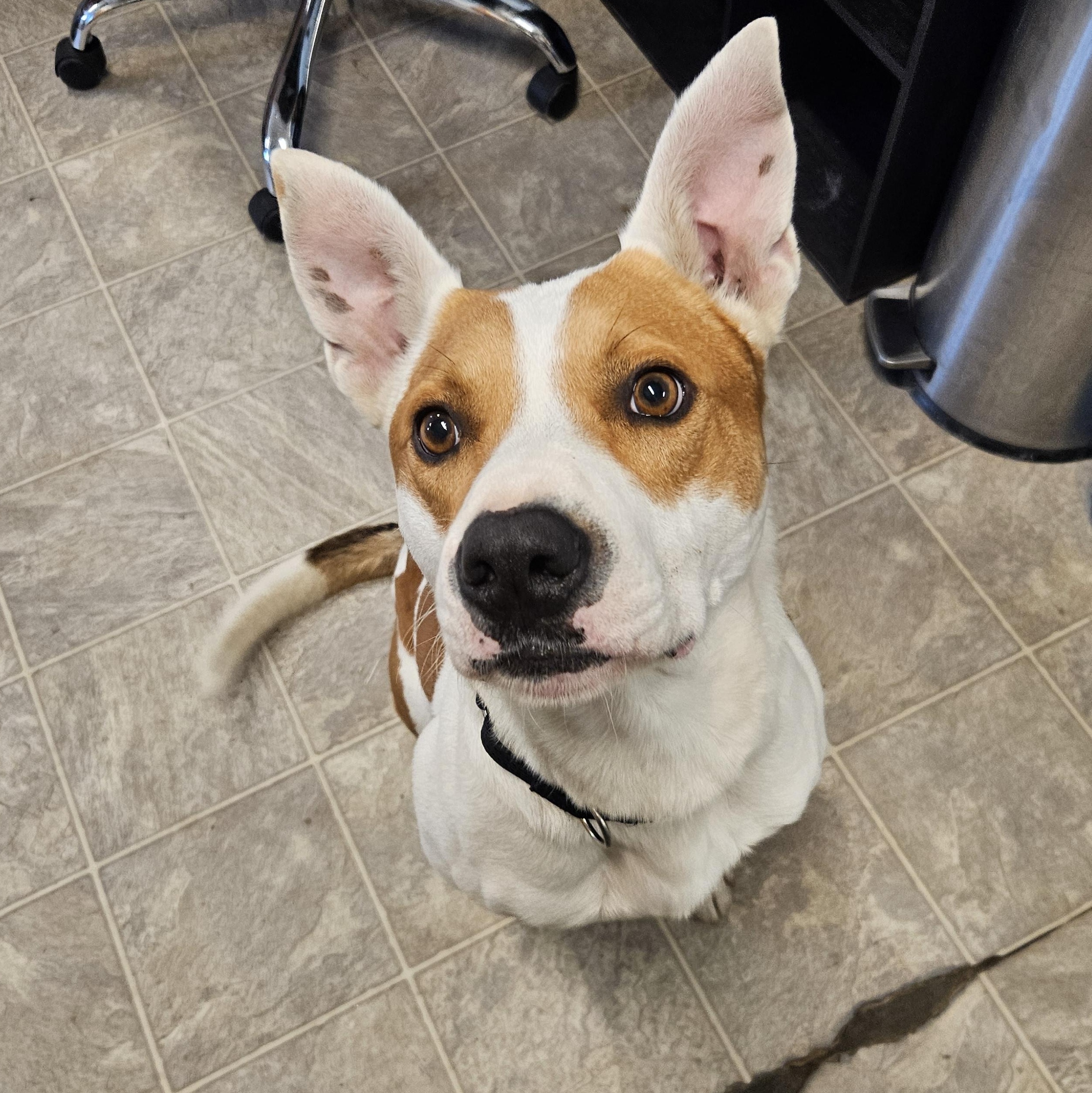 OREO, an adoptable American Bulldog, Retriever in The Dalles, OR, 97058 | Photo Image 1
