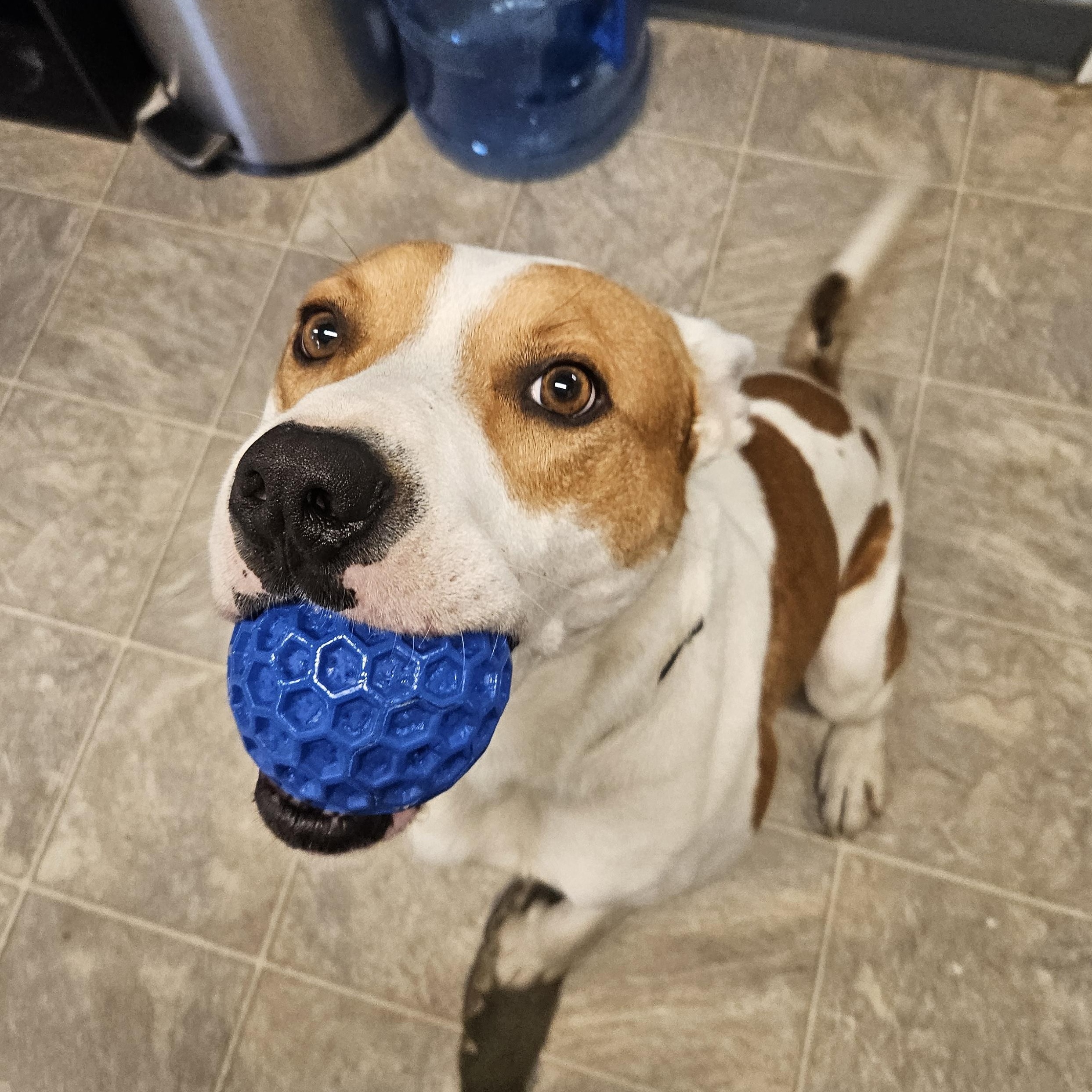 Enlarge OREO, a Adoptable mixed breed in The Dalles, OR image 4/5