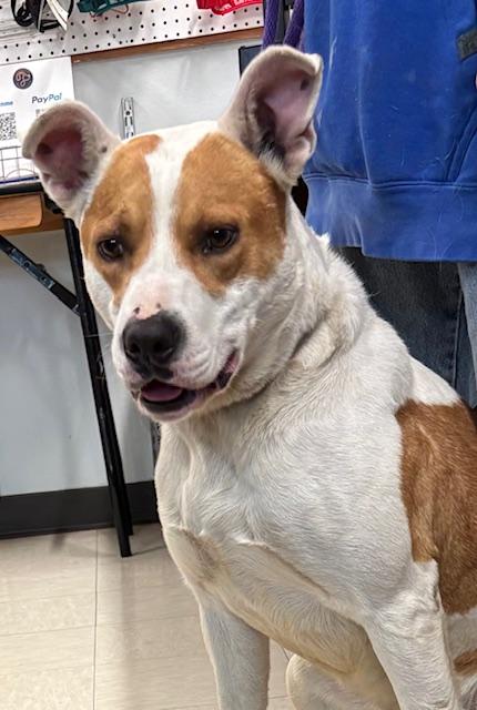 OREO, an adoptable American Bulldog & Retriever Mix in The Dalles, OR_image-1