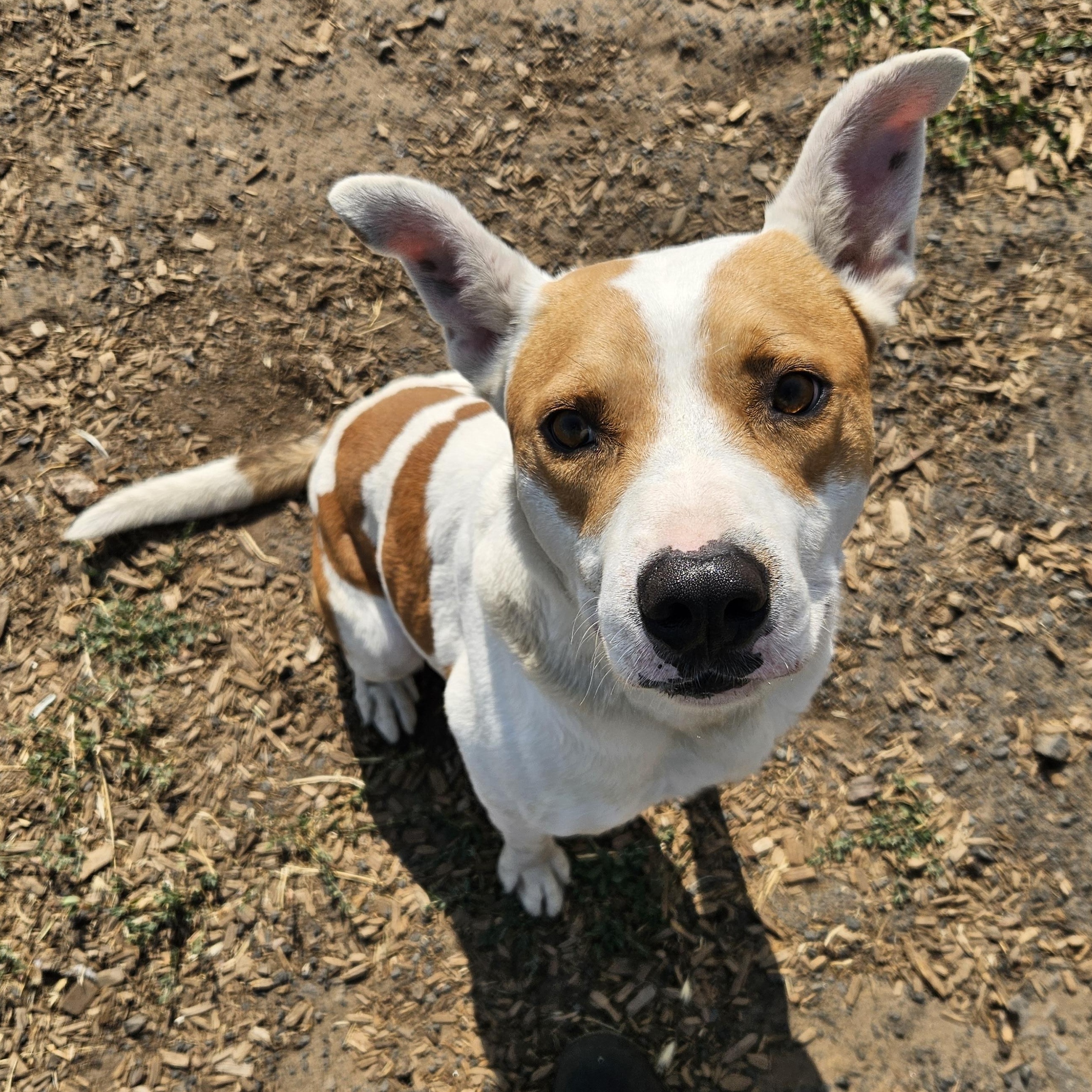 OREO, an adoptable American Bulldog, Retriever in The Dalles, OR, 97058 | Photo Image 2