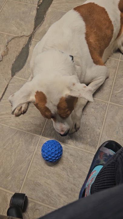 Enlarge OREO, a Adoptable mixed breed in The Dalles, OR video 5/5