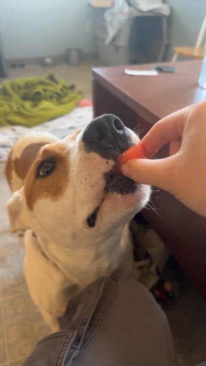 Enlarge OREO, a Adoptable mixed breed in The Dalles, OR video 2/5