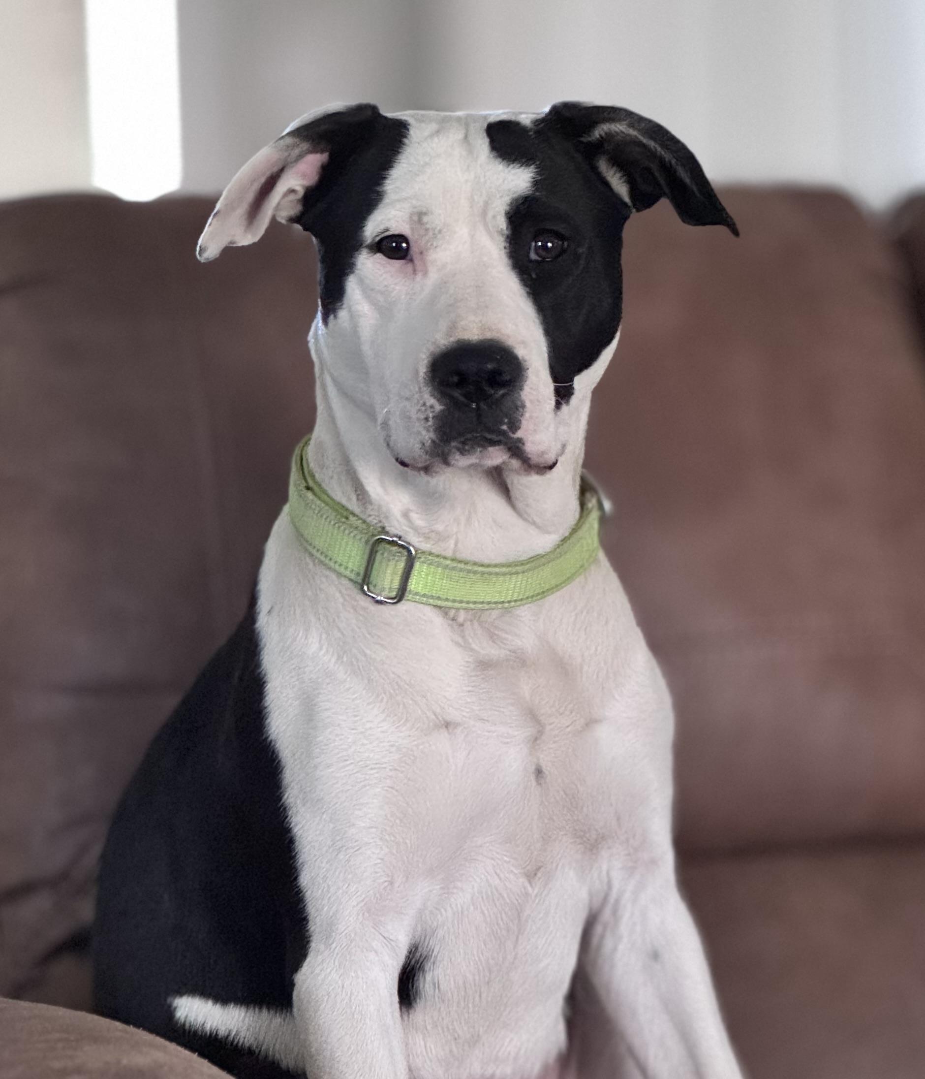 Riley, a Adoptable mixed breed in Monroe, NC image 3/6