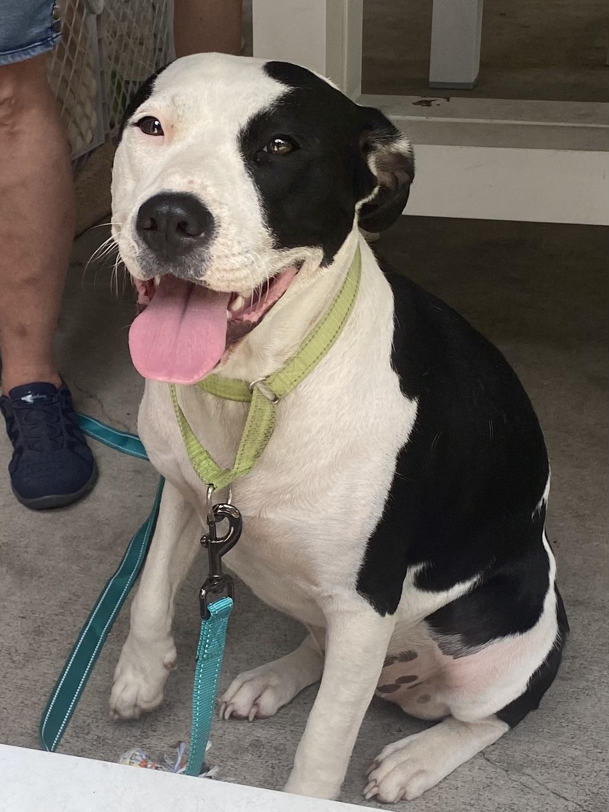 Riley, a Adoptable mixed breed in Monroe, NC image 4/6