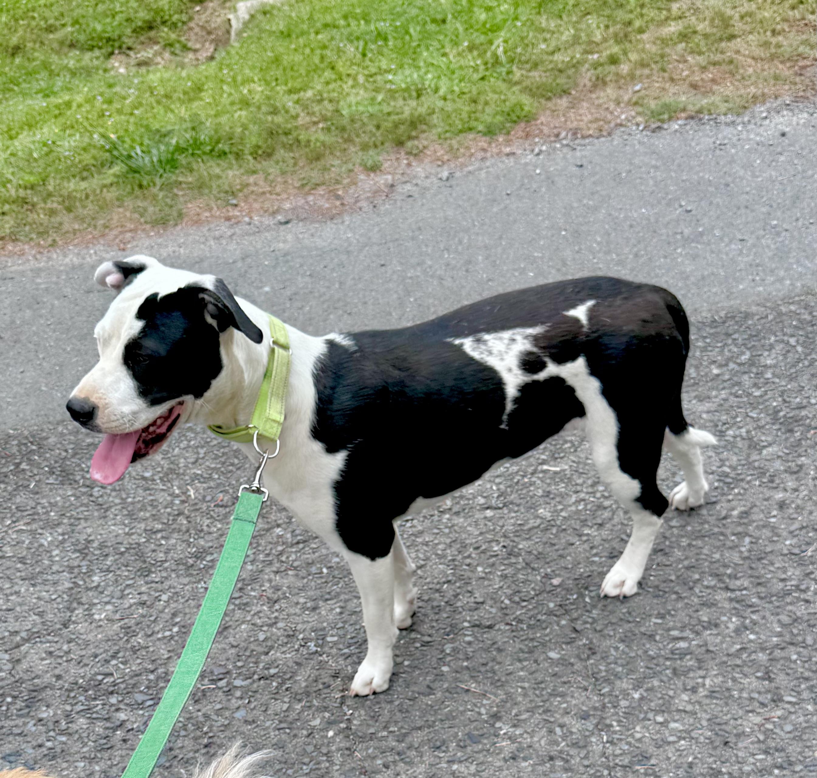 Riley, a Adoptable mixed breed in Monroe, NC image 1/6