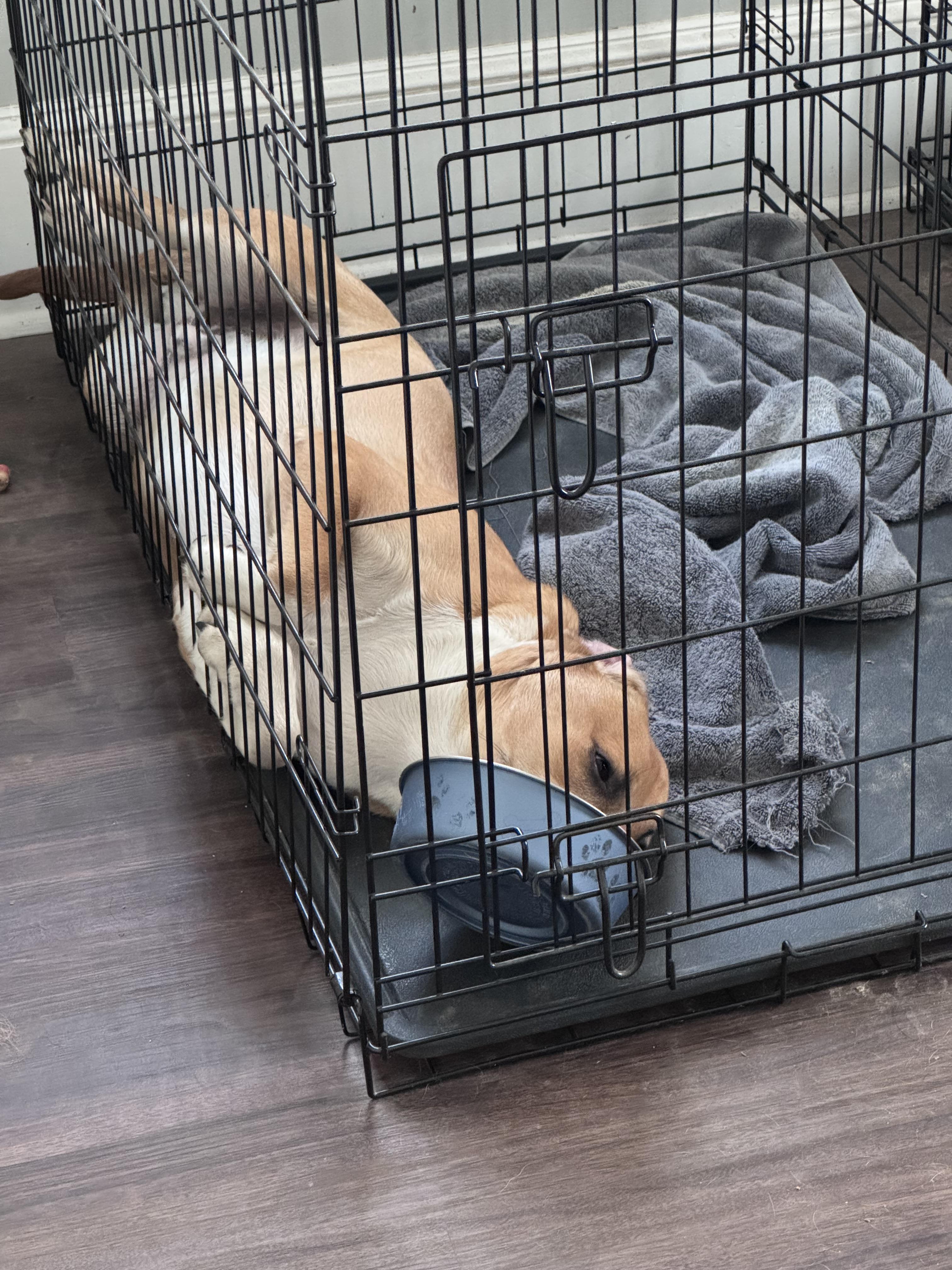 Riley, a Adoptable mixed breed in Monroe, NC image 2/6