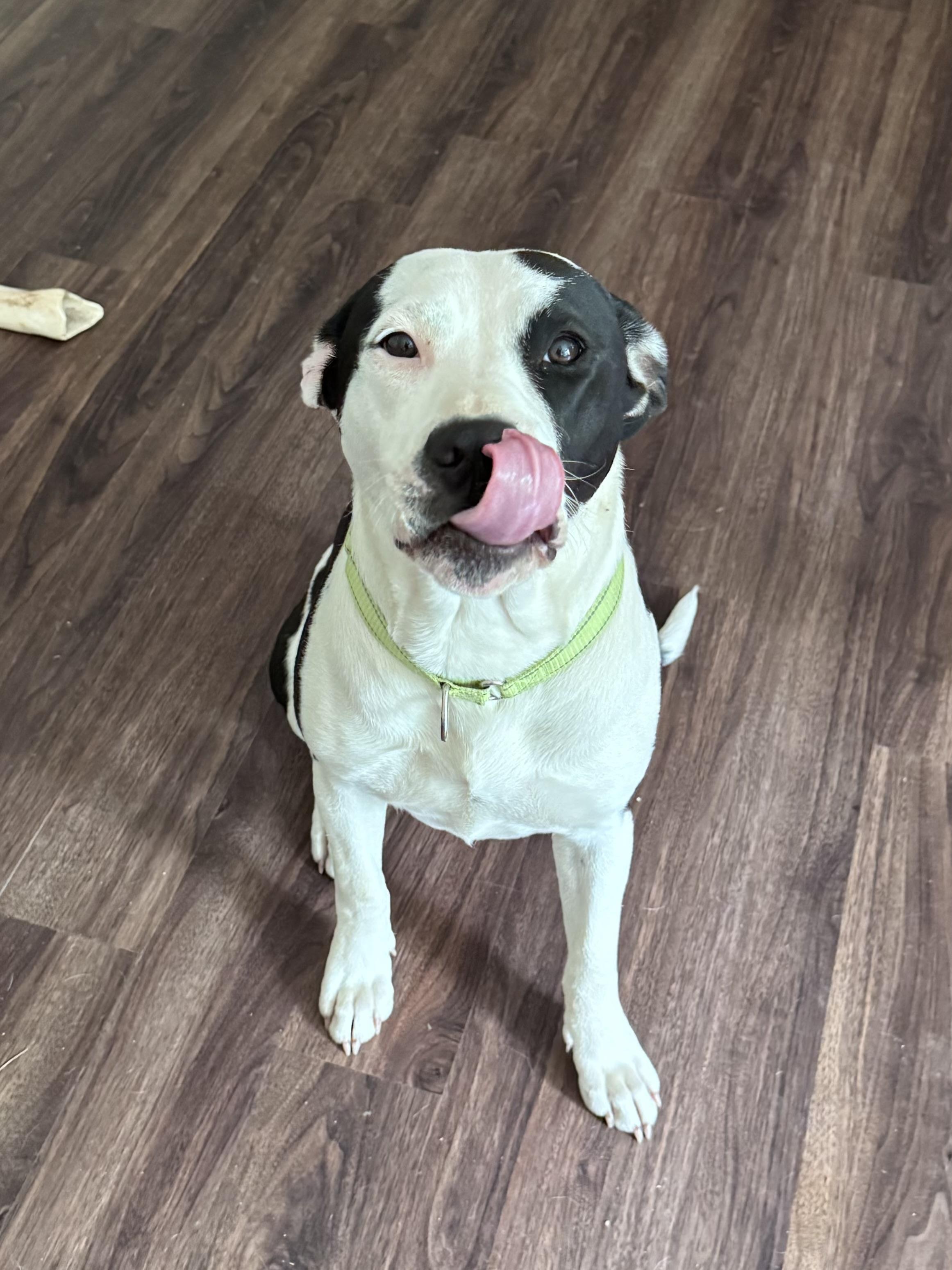 Riley, a Adoptable mixed breed in Monroe, NC image 5/6