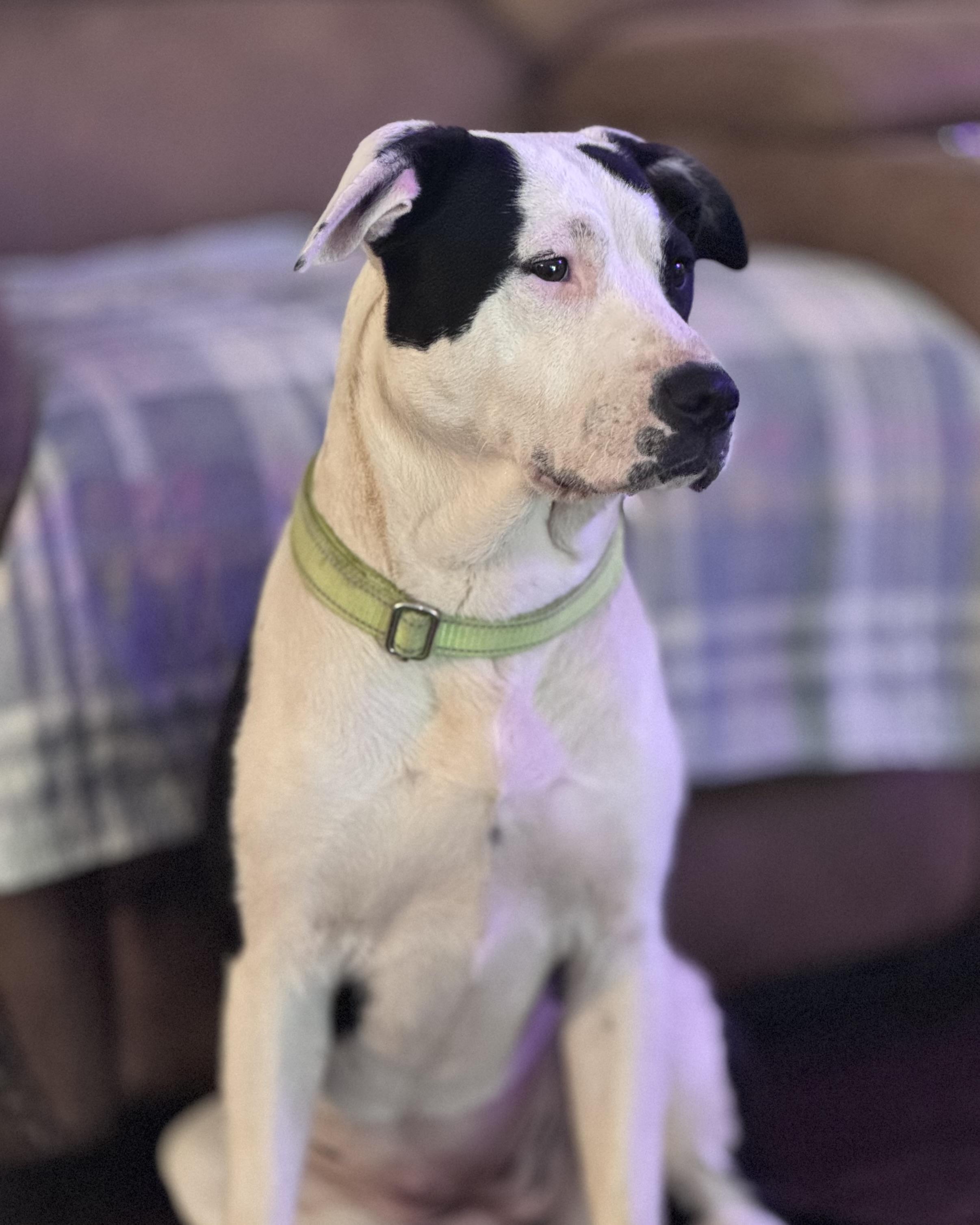 Riley, a Adoptable mixed breed in Monroe, NC image 6/6