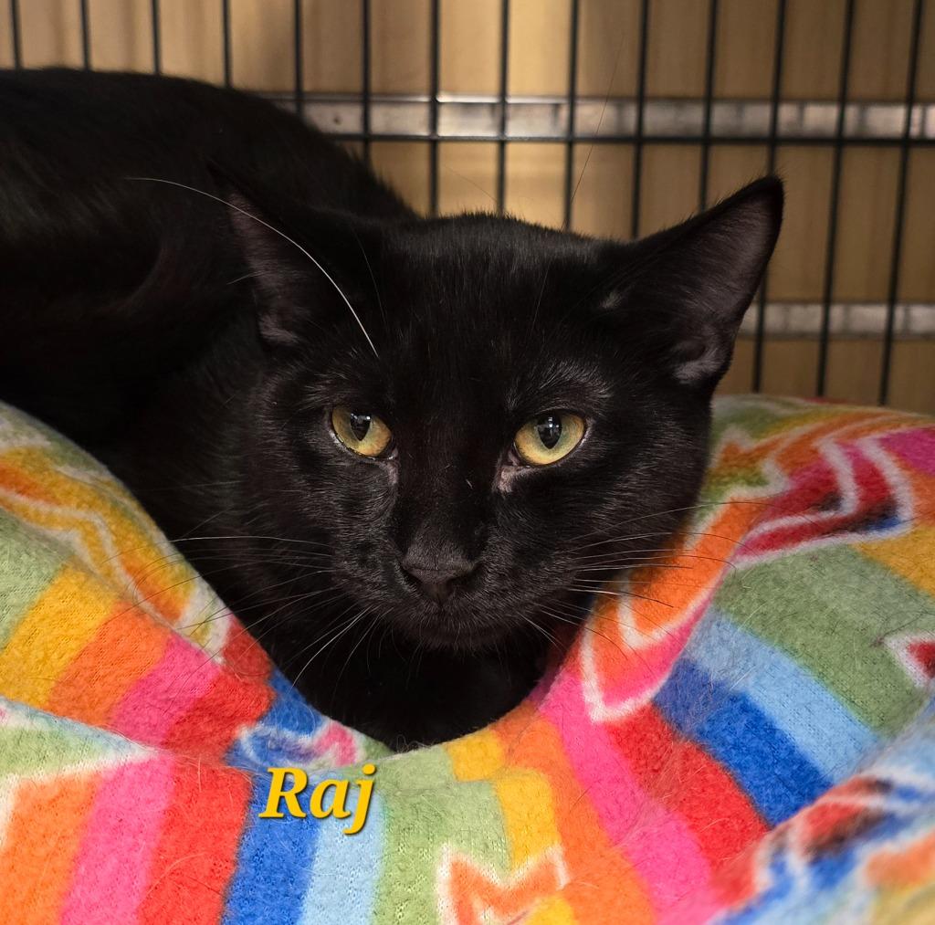 Enlarge Raj, a Adoptable mixed breed in Cedar Rapids, IA image 1/4