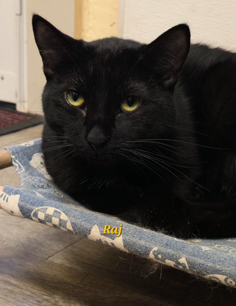Enlarge Raj, a Adoptable mixed breed in Cedar Rapids, IA image 2/4