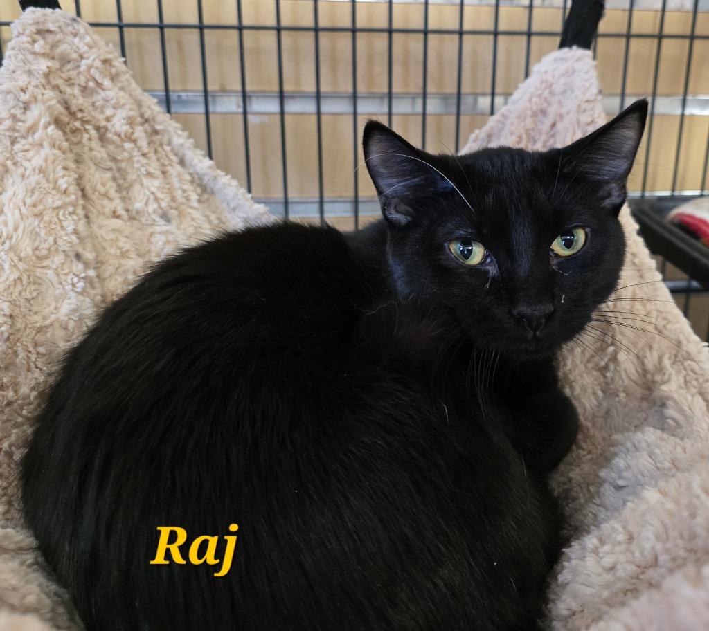 Enlarge Raj, a Adoptable mixed breed in Cedar Rapids, IA image 3/4