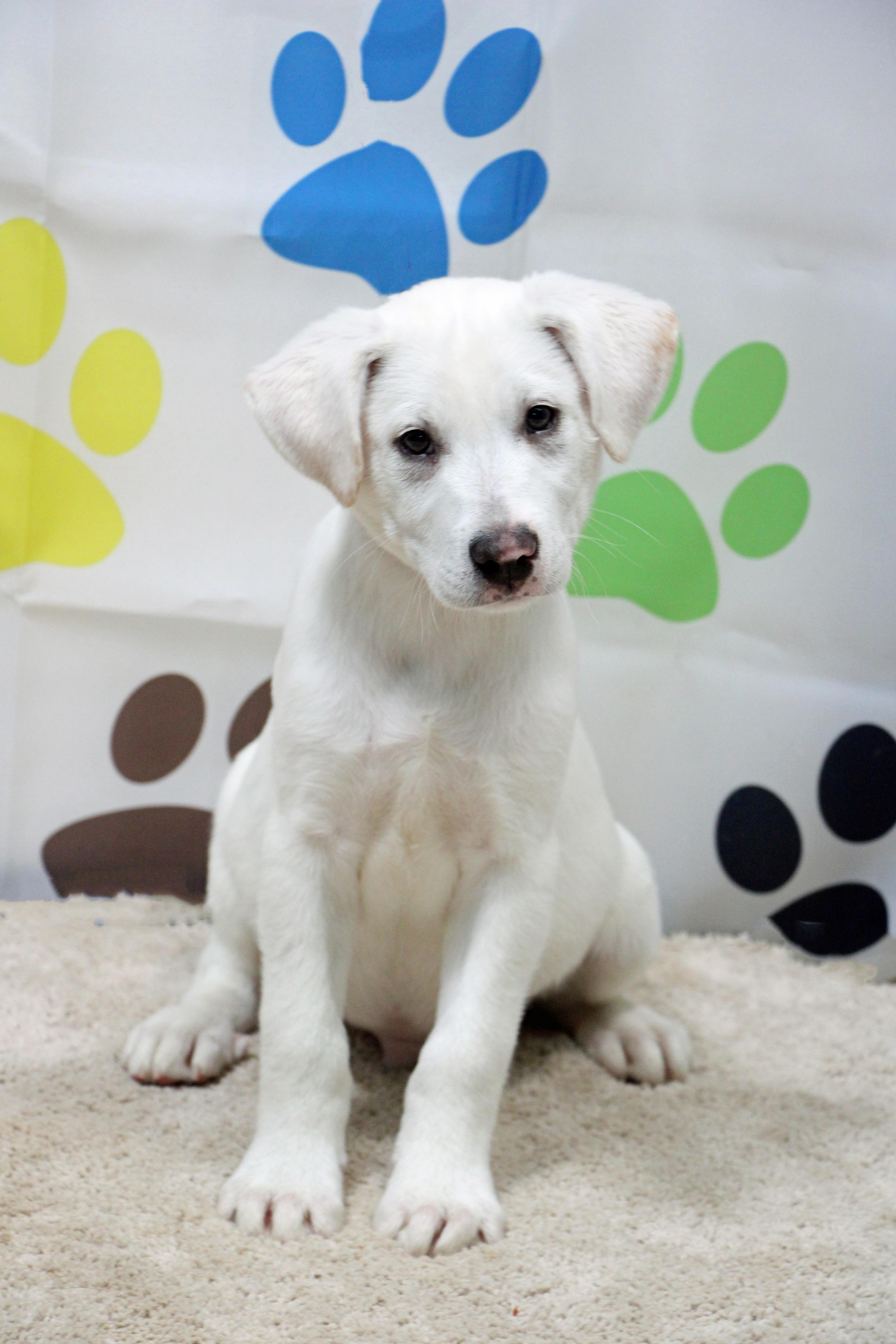 Enlarge Cupid, an adopted mixed breed in Graham, TX image 2/3