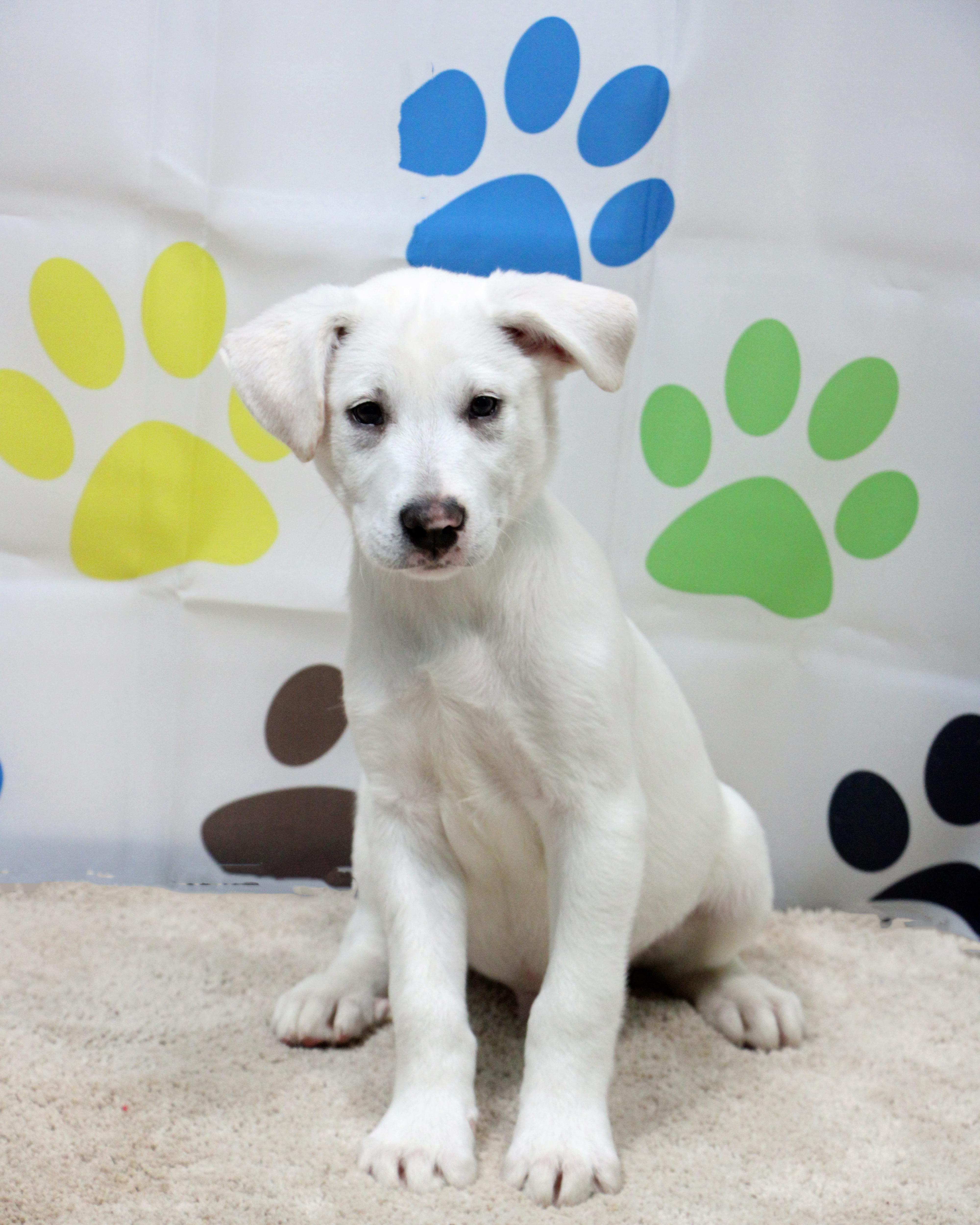 Enlarge Cupid, an adopted mixed breed in Graham, TX image 1/3