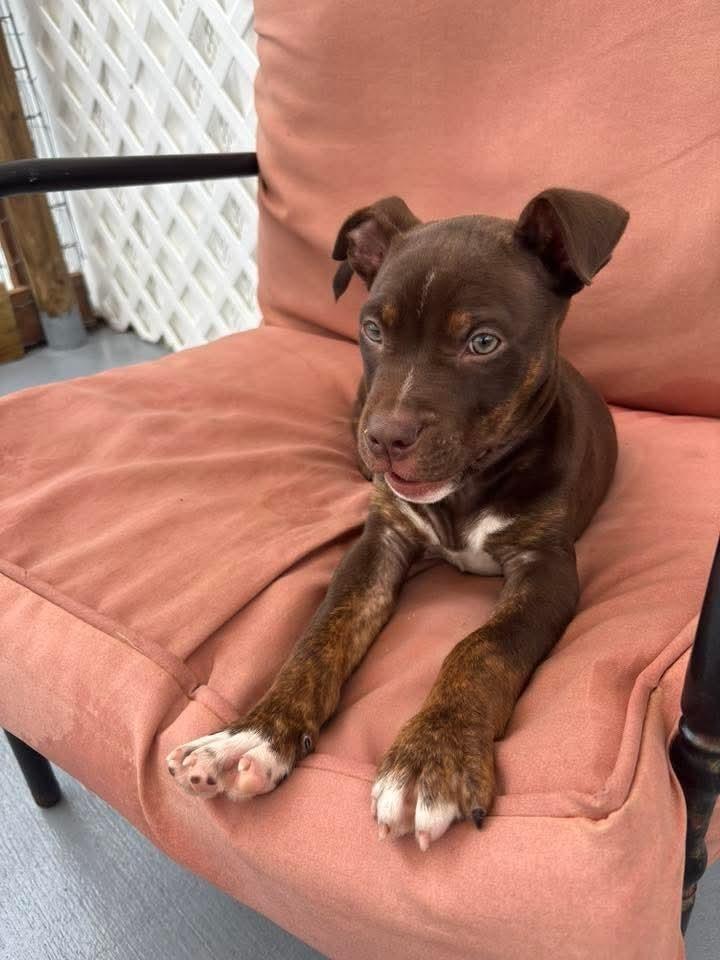 Enlarge Knox, a Adoptable mixed breed in Winter Garden, FL image 2/4