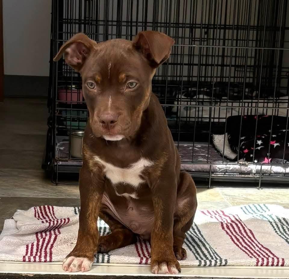 Enlarge Knox, a Adoptable mixed breed in Winter Garden, FL image 3/4