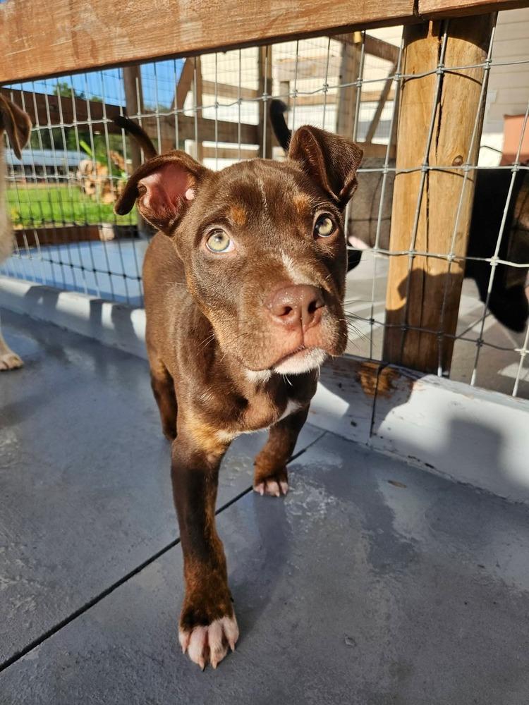 Enlarge Knox, a Adoptable mixed breed in Winter Garden, FL image 4/4
