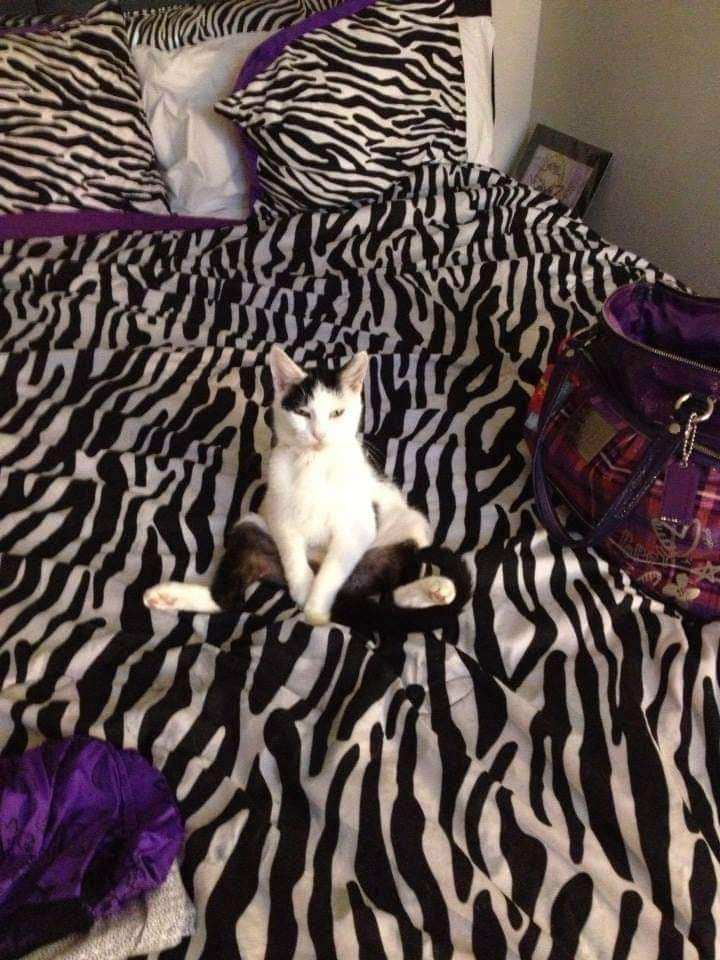 CHACHI, Adopted, Senior Female Domestic Short Hair.