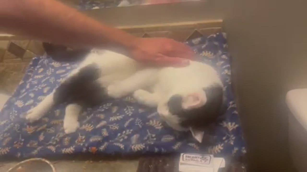 Enlarge CHACHI, a Adopted Domestic Short Hair in Braintree, MA video 9/10