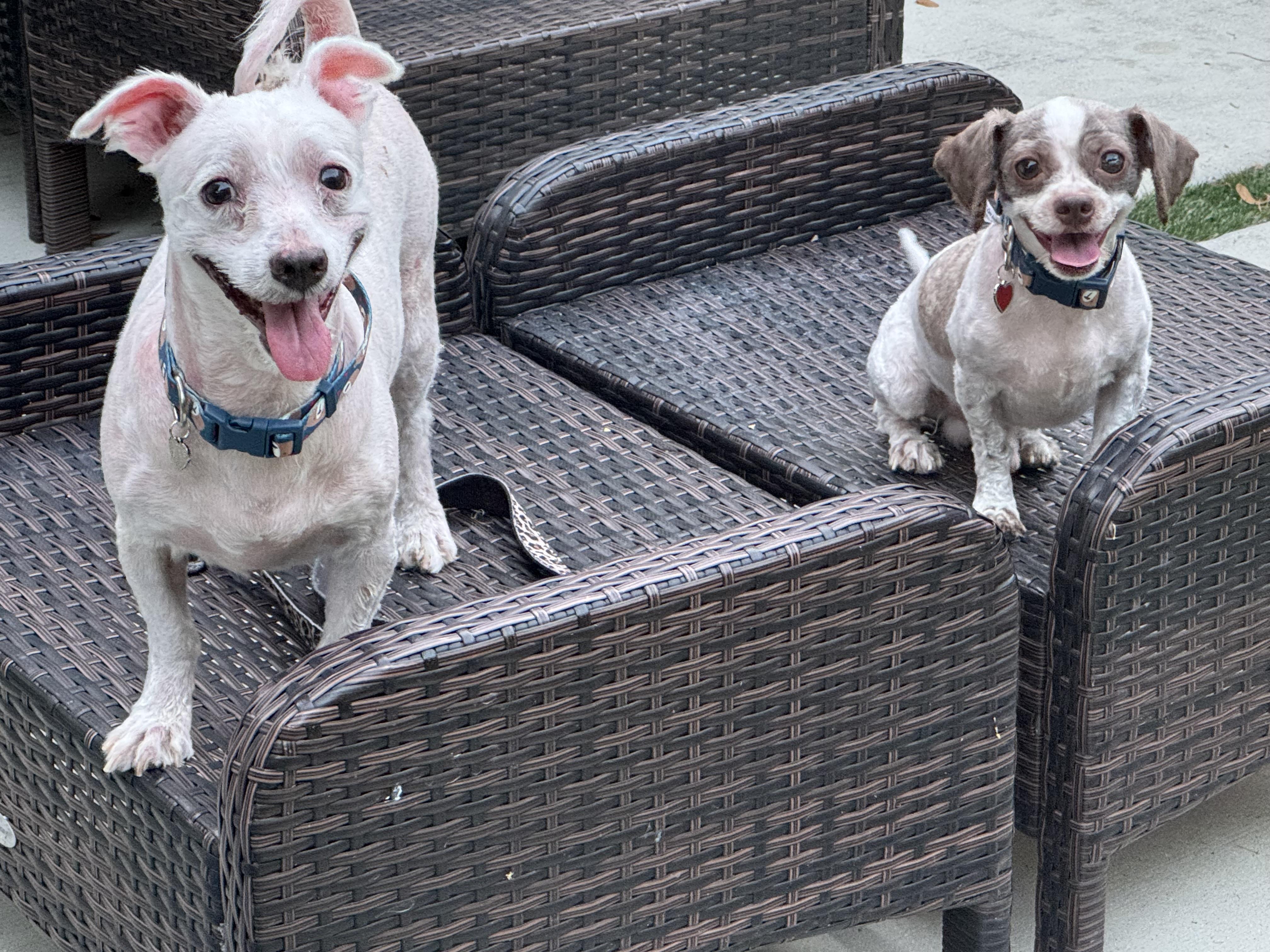 Enlarge Booster and Rio, a Adopted Havanese in Pompano Beach, FL image 3/3