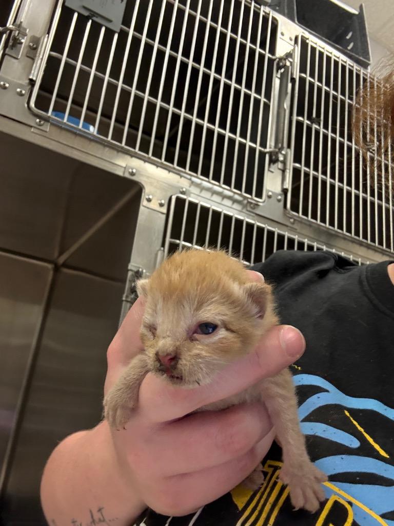 Jam, a Adopted mixed breed in Belton, TX image 1/2