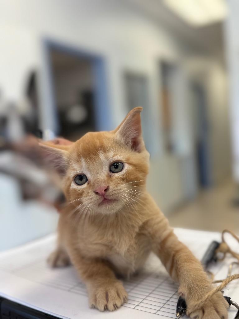 Jam, a Adopted mixed breed in Belton, TX image 2/2