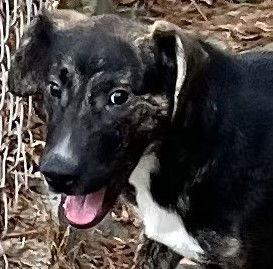 Taz, Adoptable, Young Male Hound.