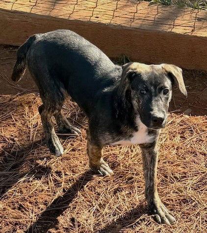 Enlarge Taz, a Adoptable Hound in Carrollton, GA image 2/3