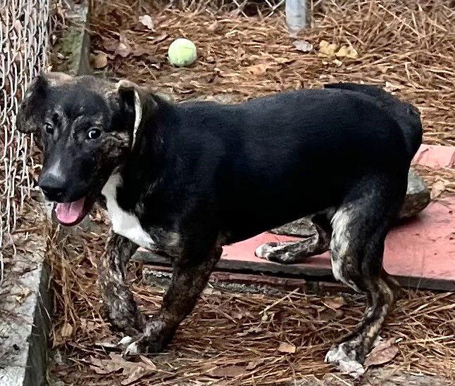 Enlarge Taz, a Adoptable Hound in Carrollton, GA image 3/3