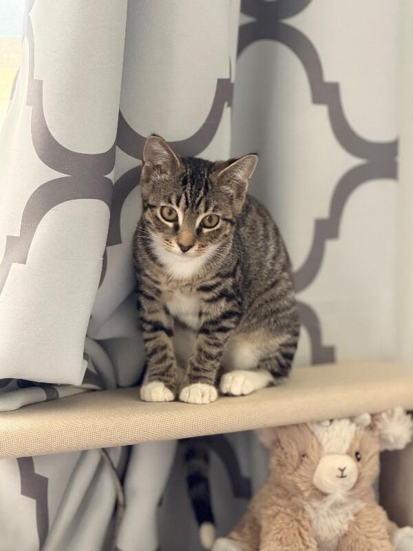 Sunny, Adoptable, Young Female Domestic Short Hair.