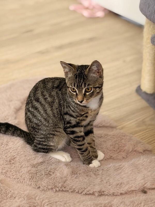 Enlarge Sunny, a Adoptable Domestic Short Hair in North Babylon, NY image 2/4
