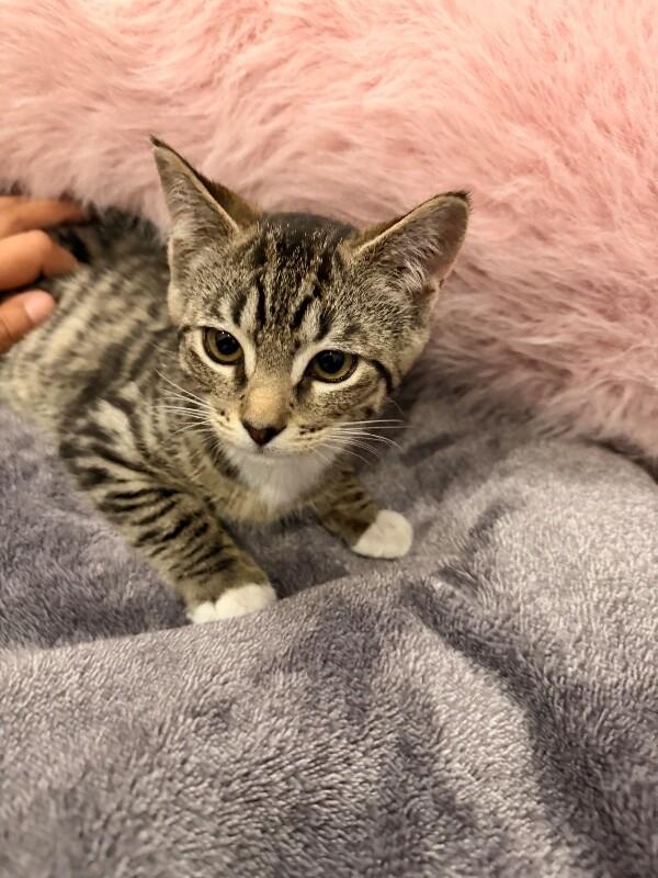 Sunny, a Adoptable Domestic Short Hair in North Babylon, NY image 1/3