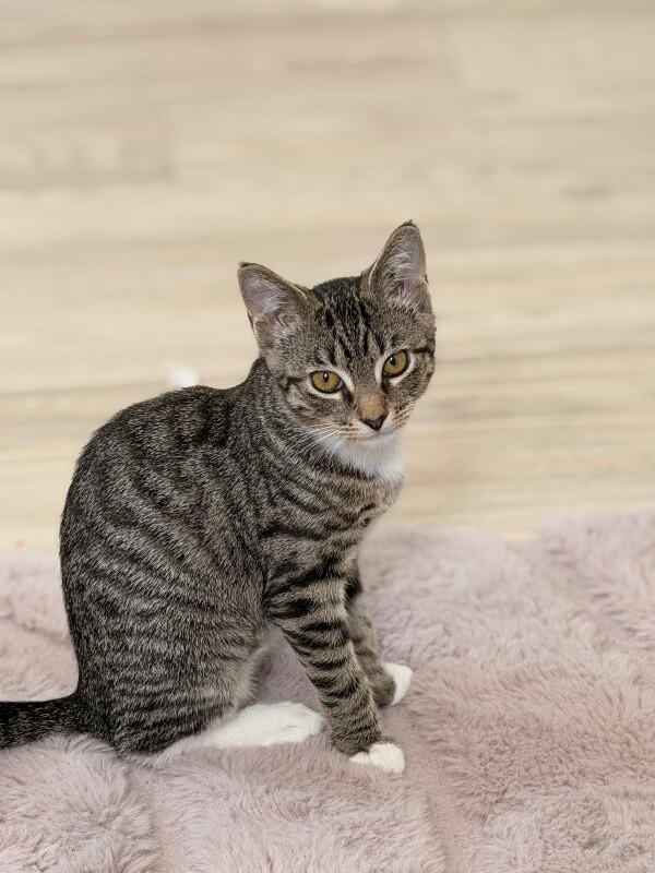 Enlarge Sunny, a Adoptable Domestic Short Hair in North Babylon, NY image 3/4
