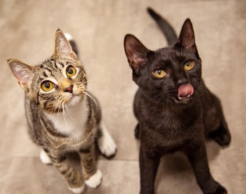 Enlarge Sunny, a Adoptable Domestic Short Hair in North Babylon, NY image 3/6