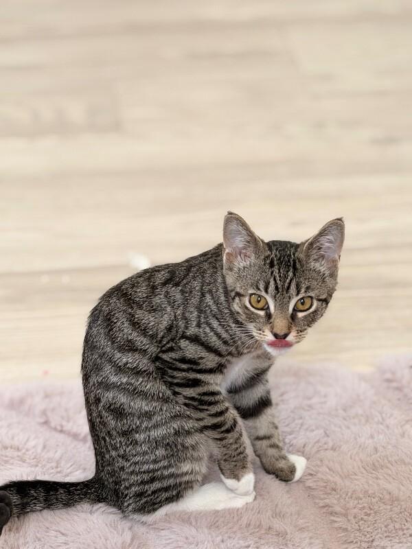 Enlarge Sunny, a Adoptable Domestic Short Hair in North Babylon, NY image 4/4