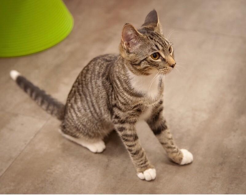 Enlarge Sunny, a Adoptable Domestic Short Hair in North Babylon, NY image 5/6