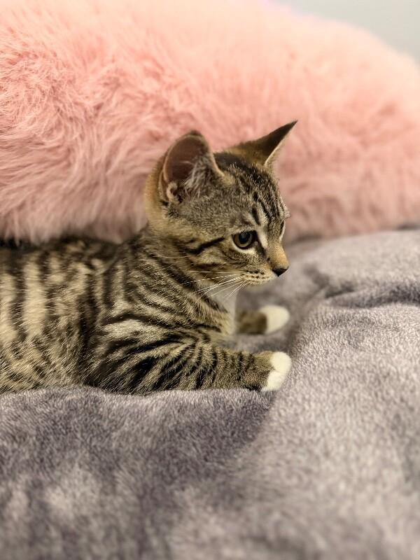 Sunny, a Adoptable Domestic Short Hair in North Babylon, NY image 2/3