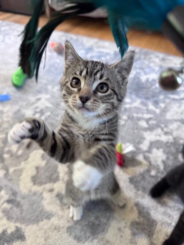 Sunny, a Adoptable Domestic Short Hair in North Babylon, NY image 3/3
