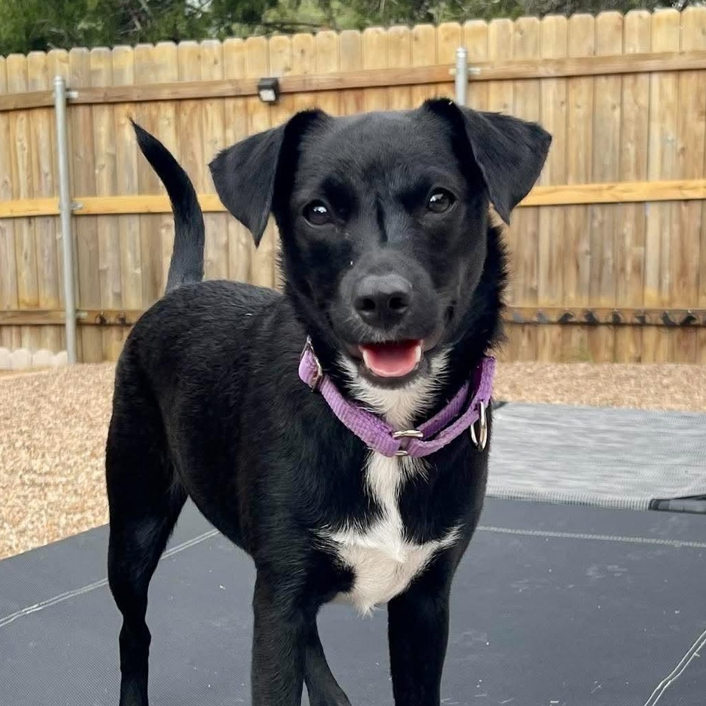 Enlarge Indie, a Adoptable mixed breed in Warren, RI image 1/6