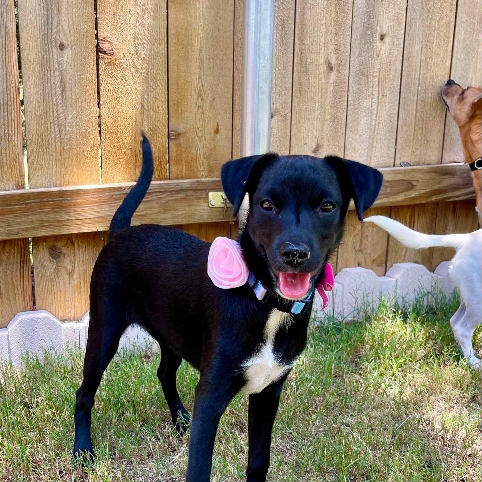 Enlarge Indie, a Adoptable mixed breed in Warren, RI image 3/6
