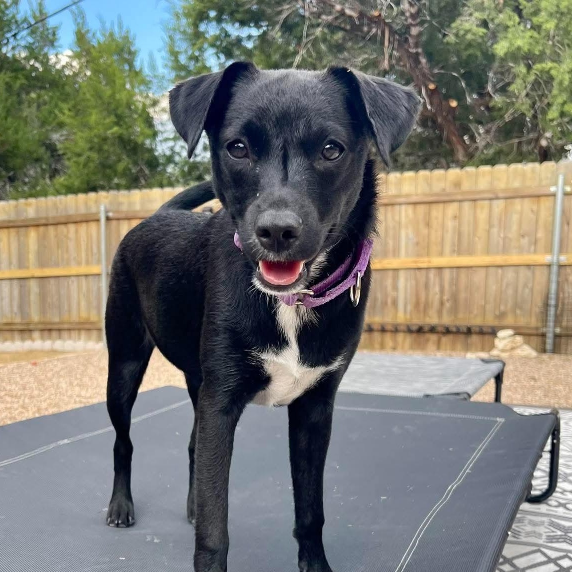 Enlarge Indie, a Adoptable mixed breed in Warren, RI image 2/6