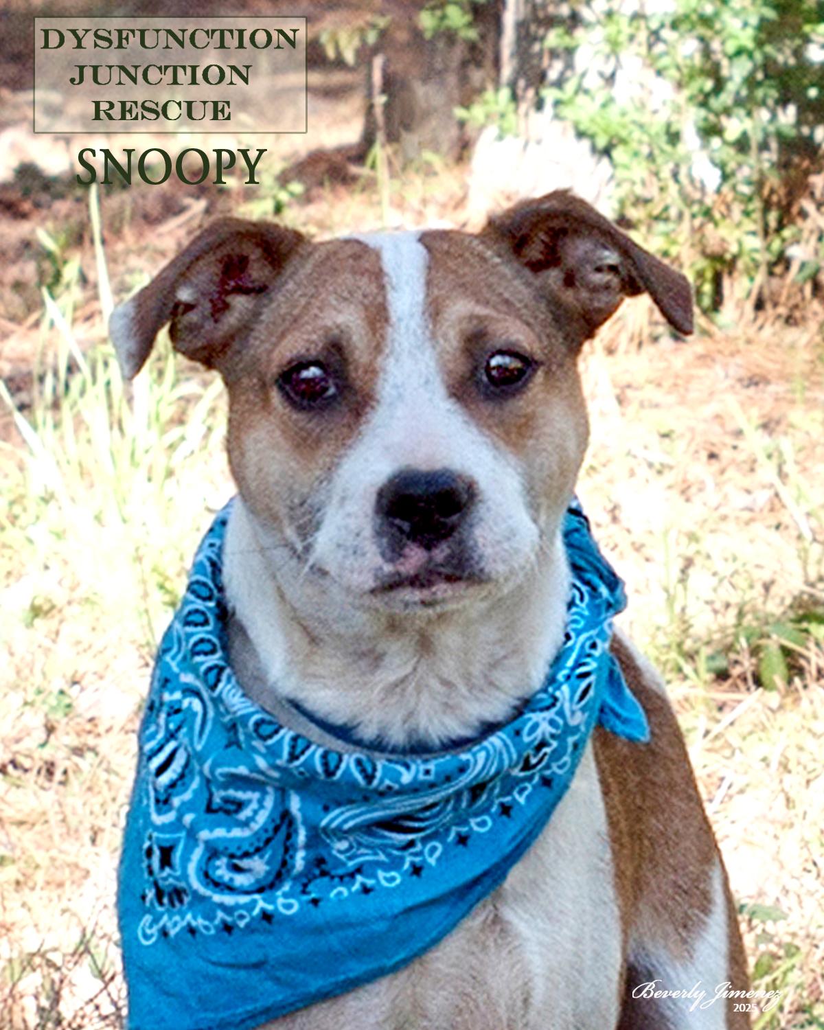 Snoopy, a Adopted mixed breed in Jeffersonville, GA image 1/4