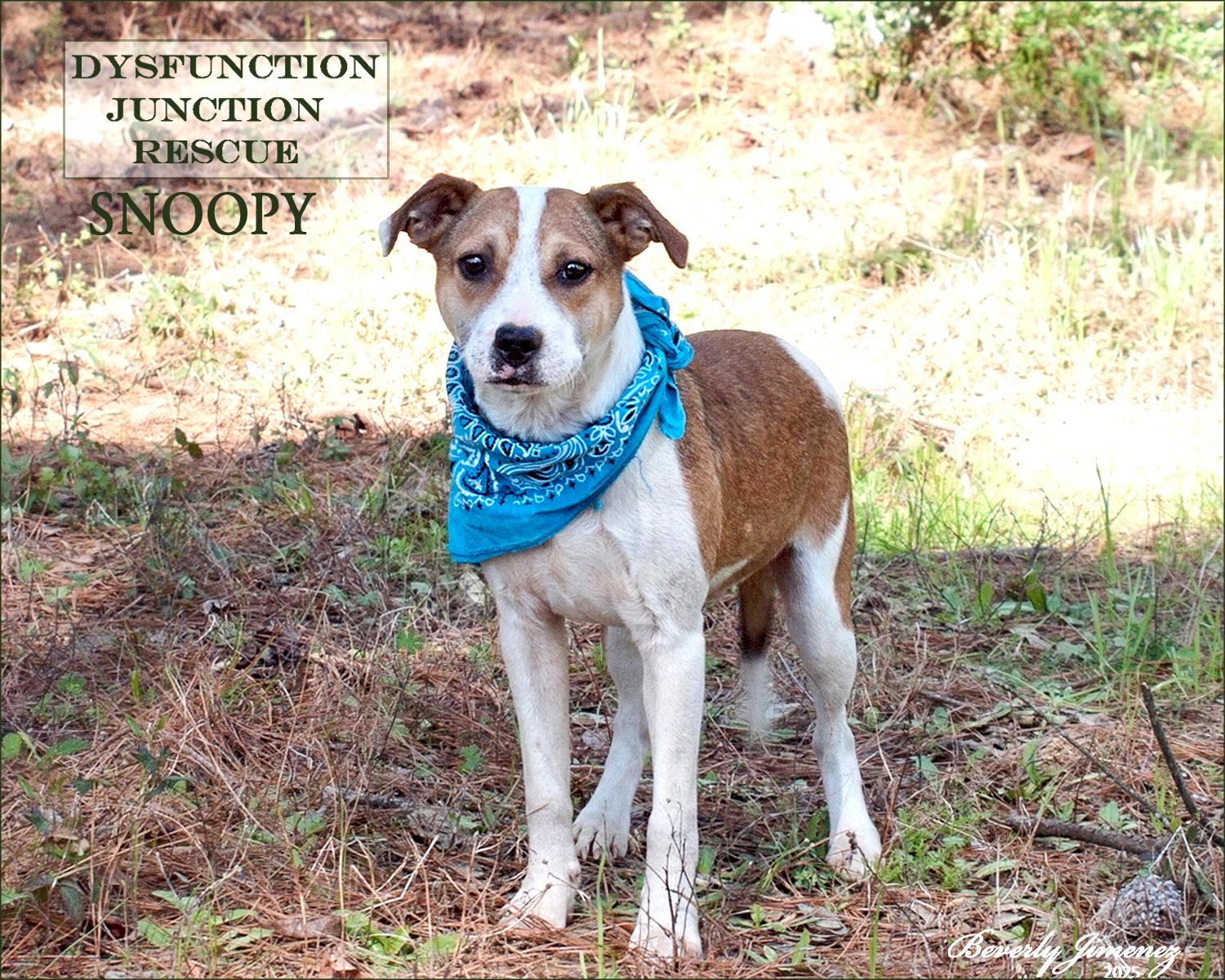 Snoopy, a Adopted mixed breed in Jeffersonville, GA image 2/4