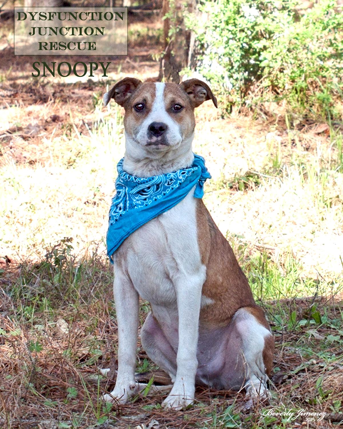 Snoopy, a Adopted mixed breed in Jeffersonville, GA image 3/4