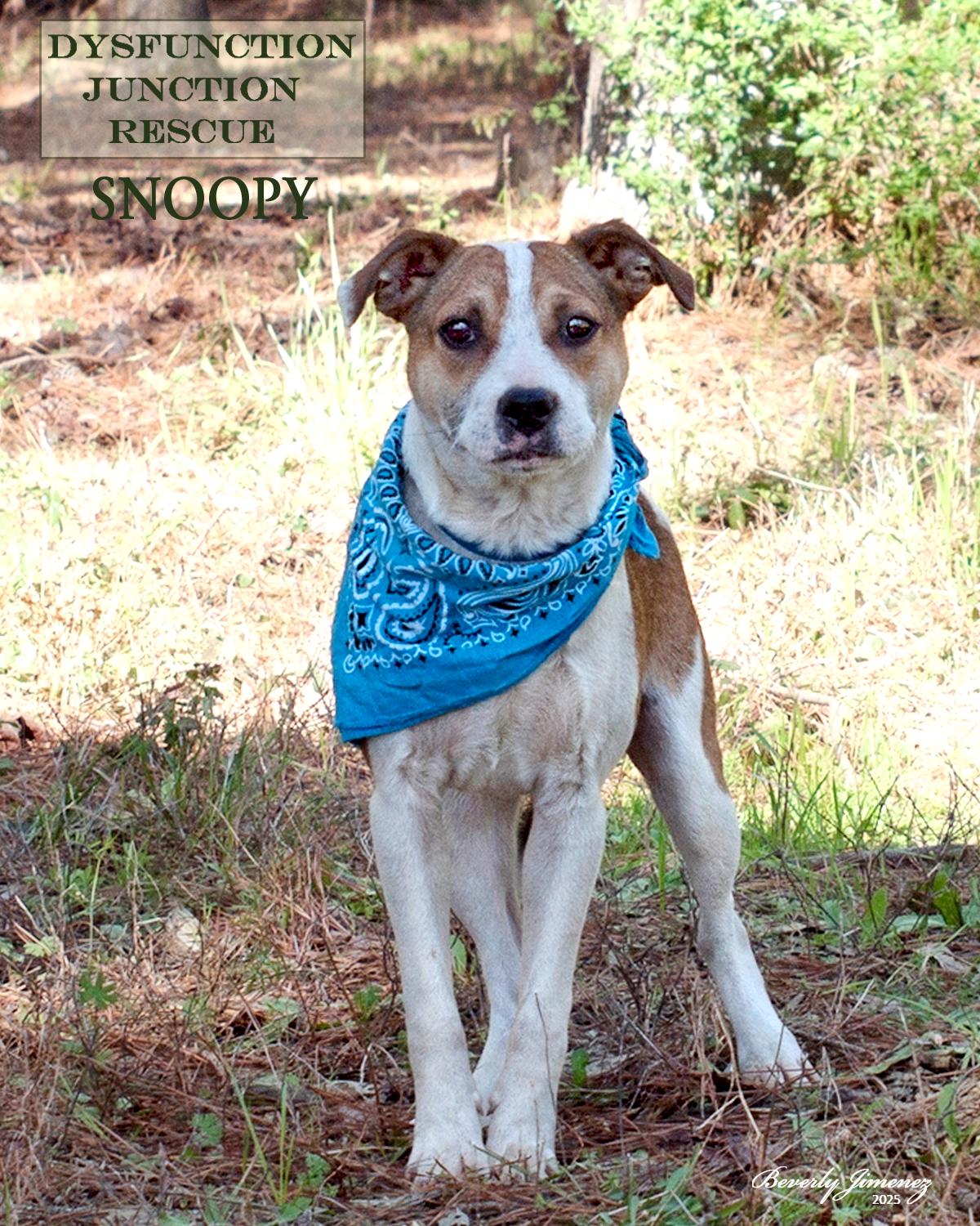 Snoopy, a Adopted mixed breed in Jeffersonville, GA image 4/4