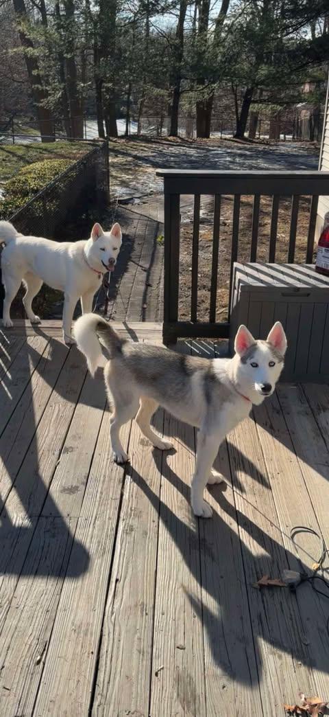 Paddington thumbnail 2