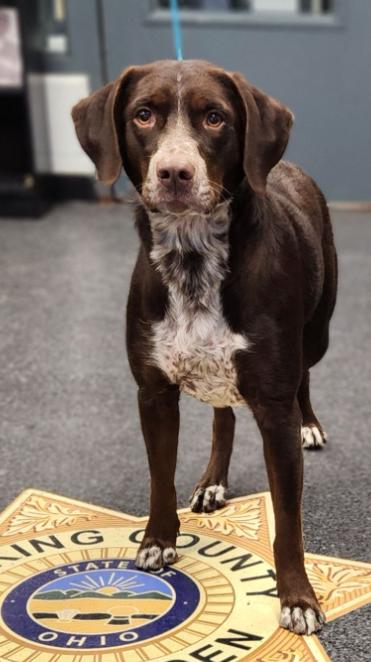 Raven  (9681), ADOPTABLE, Adult Female German Shorthaired Pointer & Labrador Retriever.