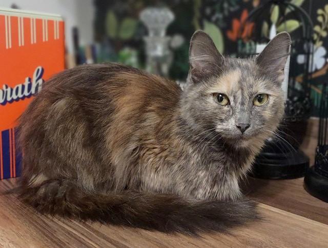 Enlarge Sweet Pea, an adopted Domestic Long Hair in Fredericton, NB image 3/3