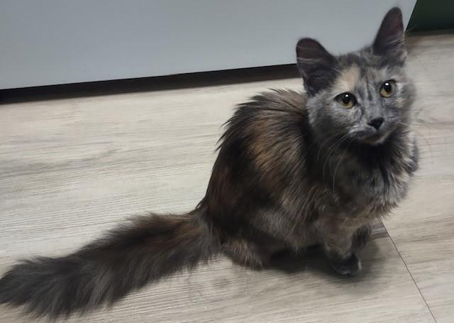 Enlarge Sweet Pea, an adopted Domestic Long Hair in Fredericton, NB image 1/3