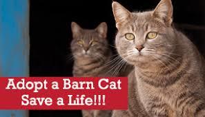 Back Yard Buddies, Barn Farm Cats photo 2